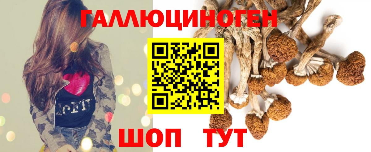 Псилоцибиновые грибы Psilocybine cubensis Севастополь